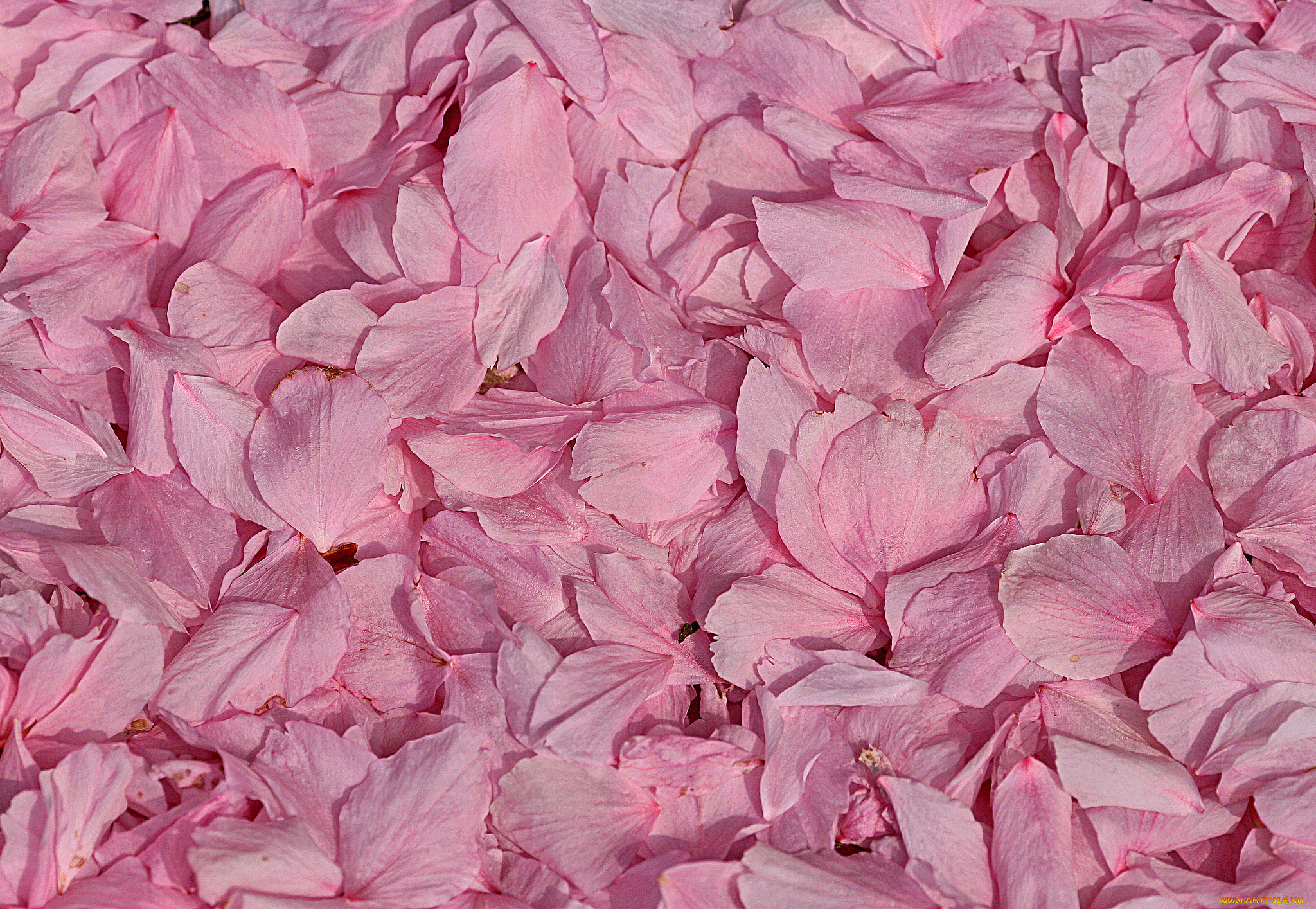 Pink basah. Текстура цветы. Розовые лепестки. Розовый фон. Розовый цвет.